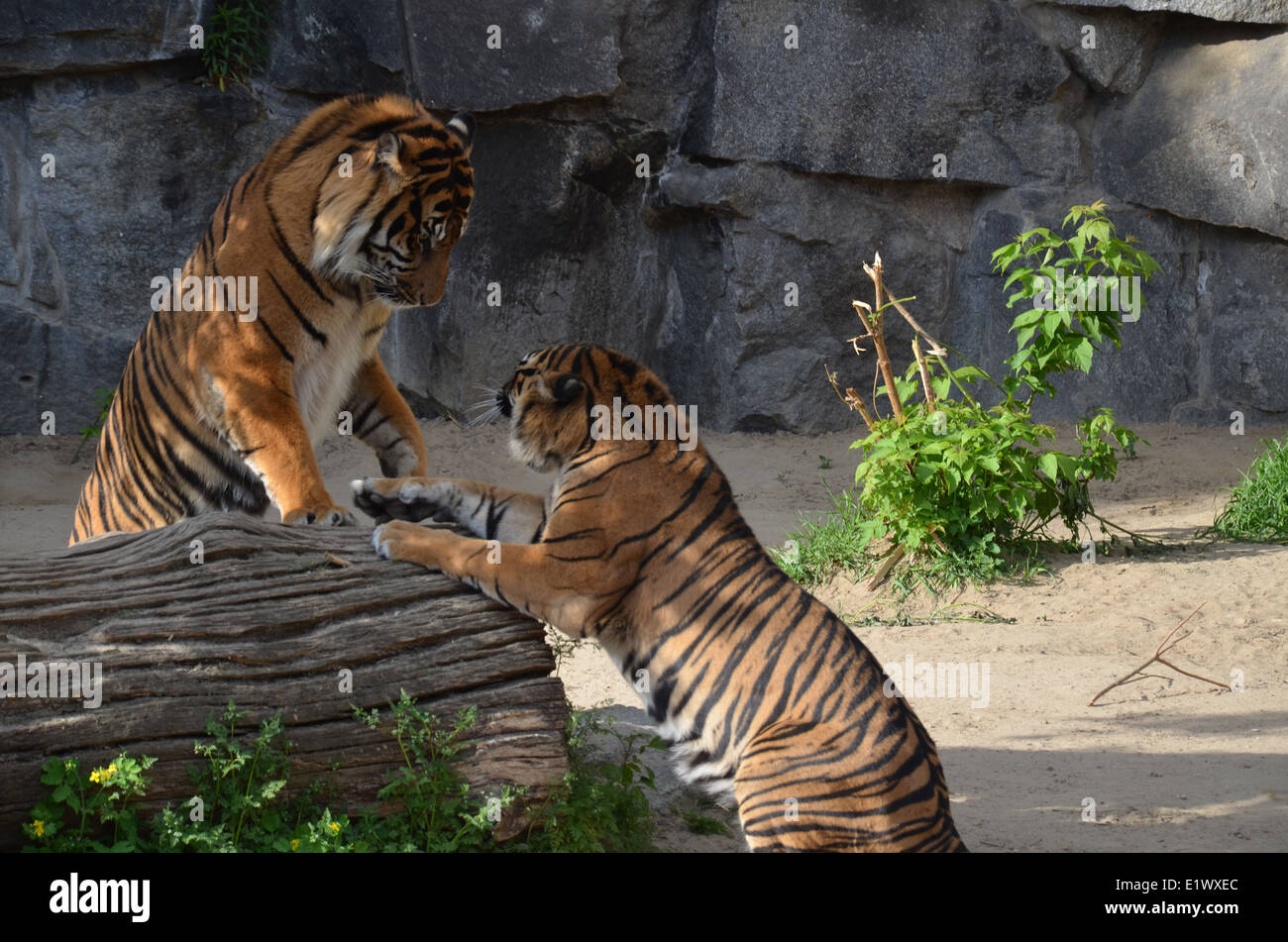 Tiger kämpfen Stockfoto