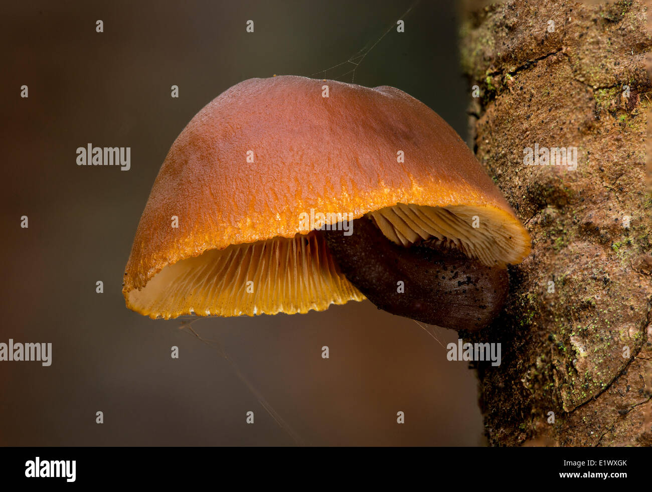 Unbekannte Pilzarten - East Sooke Park, Sooke BC Stockfoto