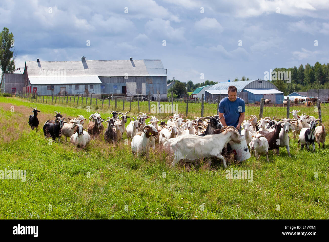 Junglandwirt Fütterung leckere Getreide zu seiner Herde von Ziegen, Caprivoix Farm, Charlevoix, Quebec, Kanada Stockfoto