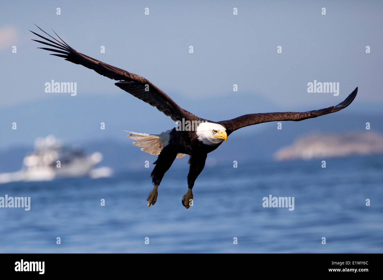 Weißkopf-Seeadler (Haliaeetus Leucocephalus) im Flug Raptor Angeln Sommer blauer Himmel Sonnenschein Vergnügen Fertigkeit Inseln ruhiges Meer Stockfoto
