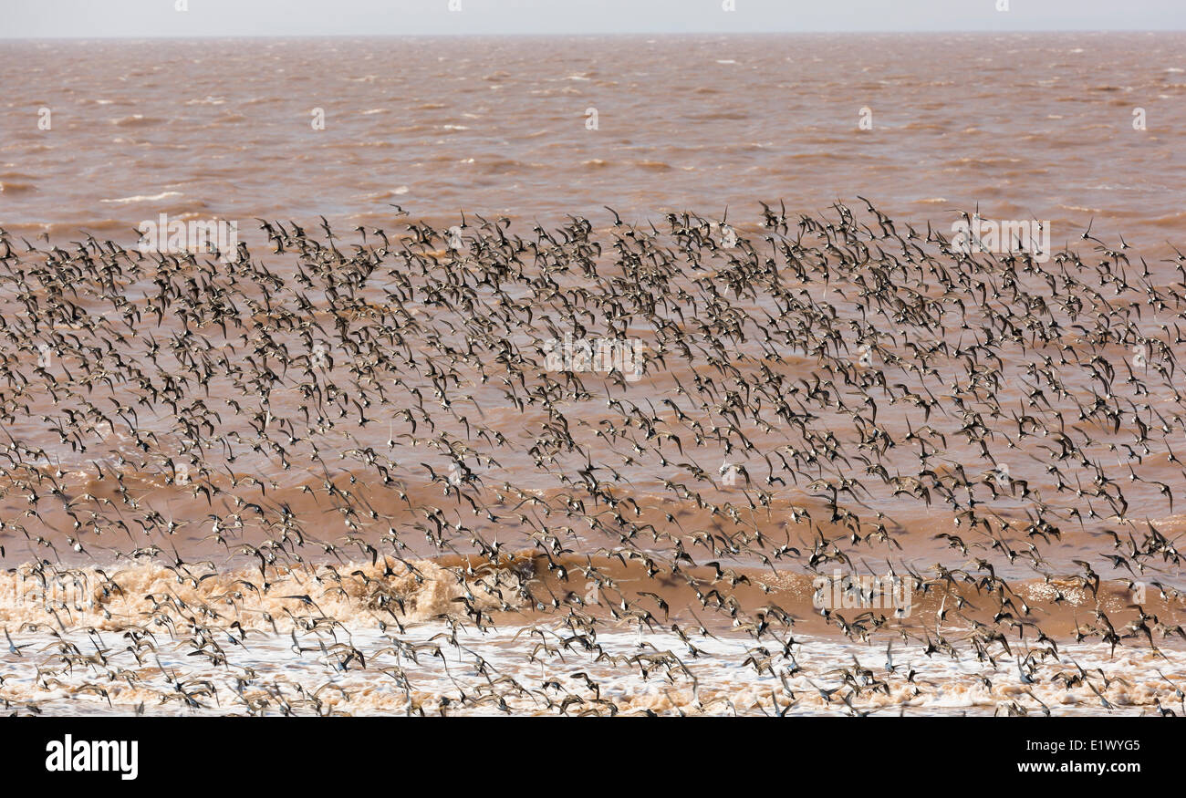 Migrieren von semi-Palmated Strandläufer Johnsons Mühlen-UNESCO Fundy Biosphärenreservat erstaunliche Ort Dorchester Cape Bucht Fundy neu Stockfoto