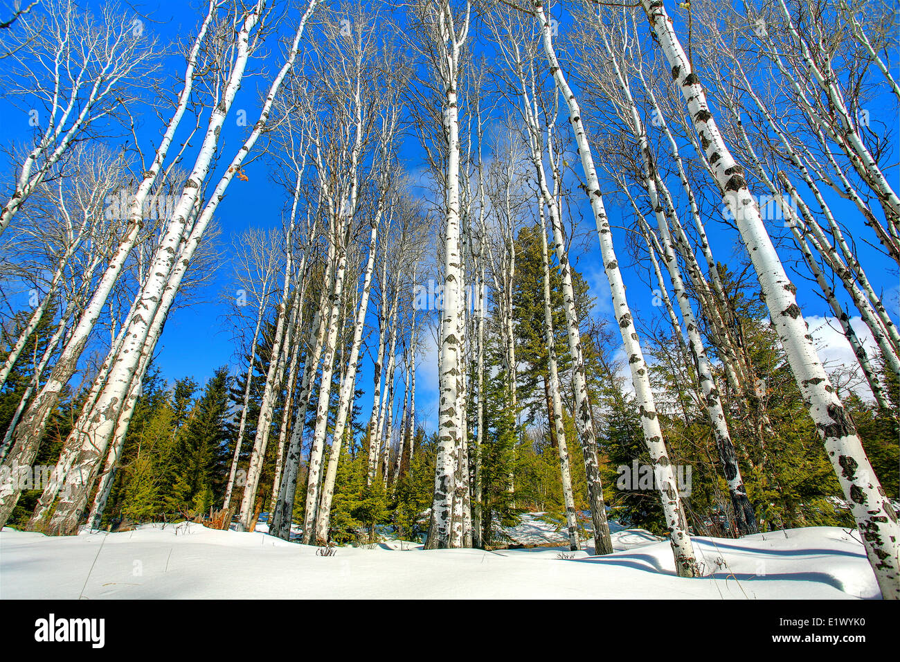 Eine Weitwinkeleinstellung von Espen im Winter gegen einen blauen Himmel, Lake Country, Britisch-Kolumbien, Darrel Giesbrecht Bilder Stockfoto