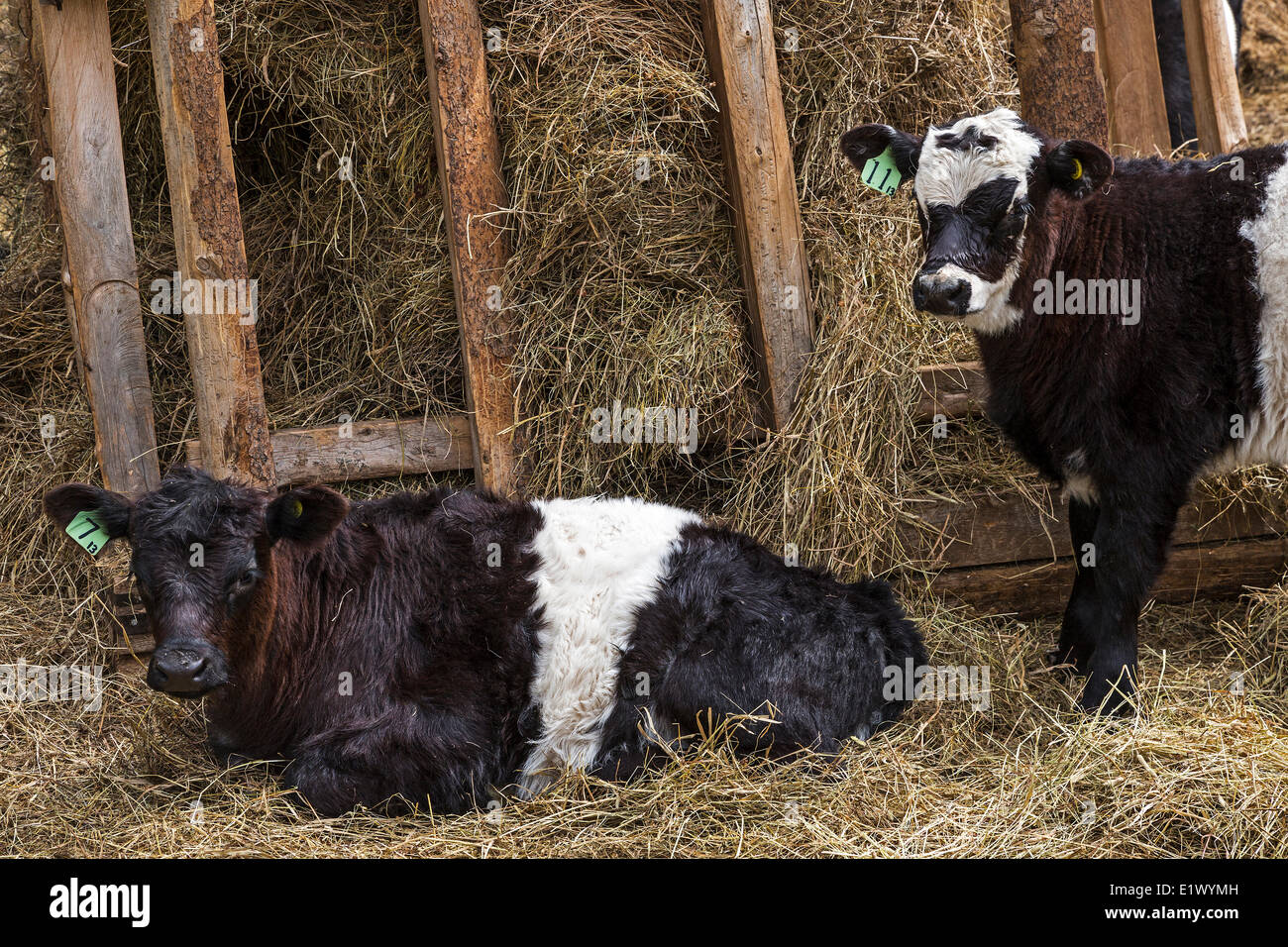 Britisch-Kolumbien, Kanada, der Co-op, Horse Lake Community Farm Co-op, inländische Kühe, Stockfoto