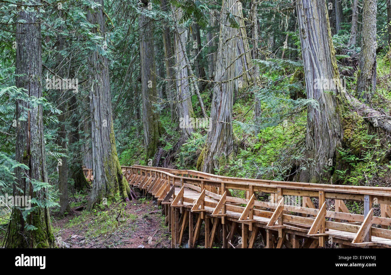 Britisch-Kolumbien, Kanada, Ancient Forest, Regenwald im Landesinneren, Robson Valley, Promenade, Stockfoto