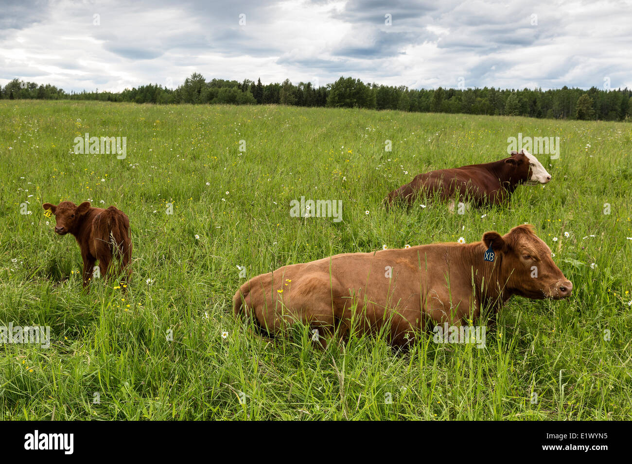 Kanada, British Columbia, Big Bear Ranch, Cariboo Region, Bio Ranch, Kühe, Stockfoto