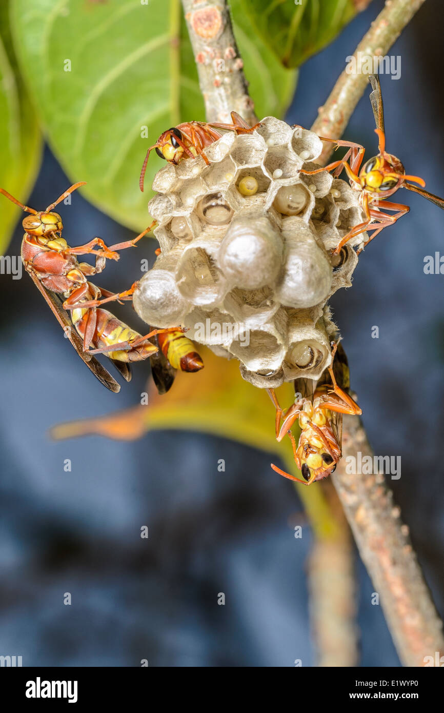 die Hornissen bauen ein neues Hornets' Nest, gibt es eine Reihe von Zellen und Sie sehen den Eiern, Larven und Erwachsene. Stockfoto