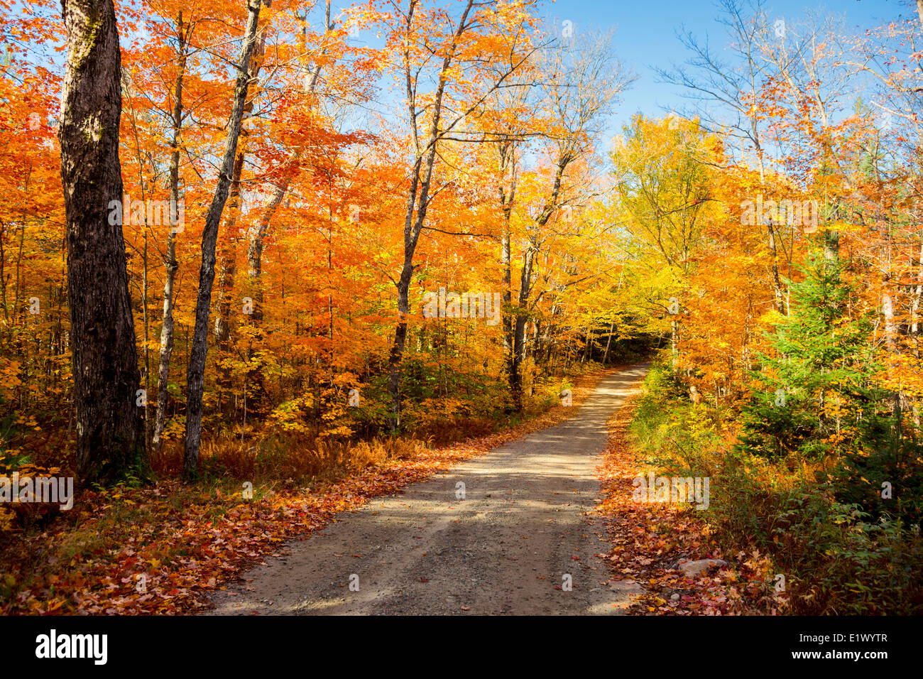 Herbst Laub und Lehm Straße, Tee-See, Algonquin Provincial Park, Ontario, Kanada Stockfoto