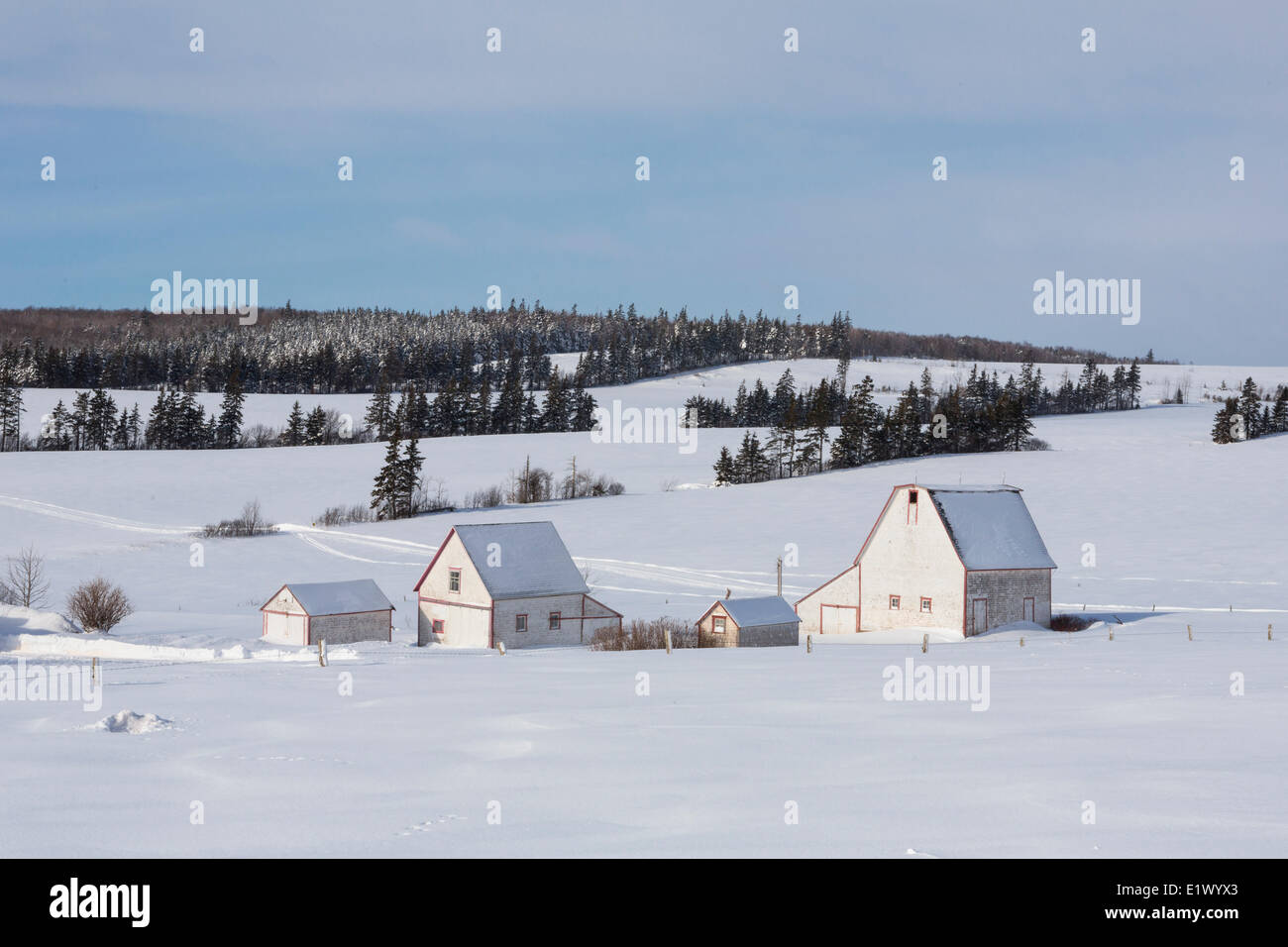 Scheunen im Winter, Irishtown, Prince Edward Island, Canada Stockfoto