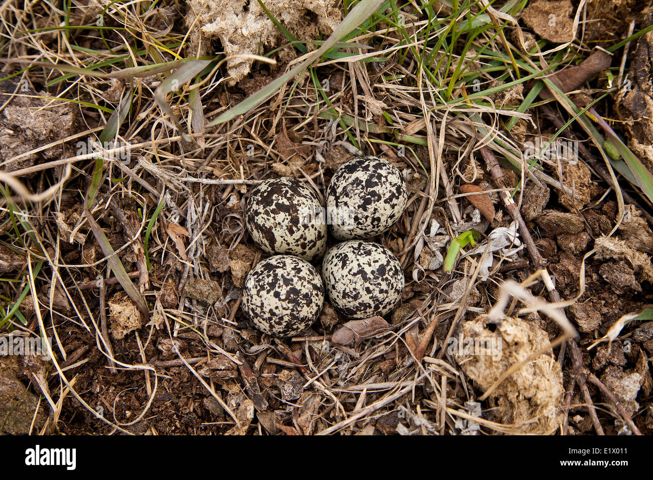 Vier Killdeer, Charadrius Vociferus, Eiern im Nest, Elk Island National Park, Alberta, Kanada Stockfoto