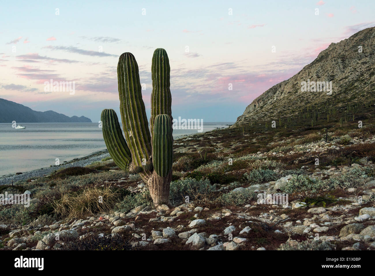 Großen Cardon Kaktus bei Sonnenuntergang, Isla San Francisco, Baja, Mexiko Stockfoto