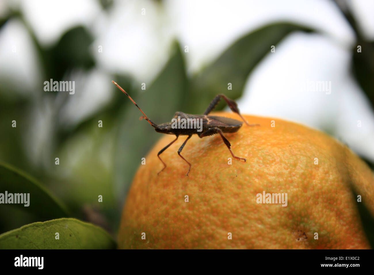 Ein Blatt Footed Bug stehend auf einer Orange in einem Obstgarten in Cotacachi, Ecuador Stockfoto