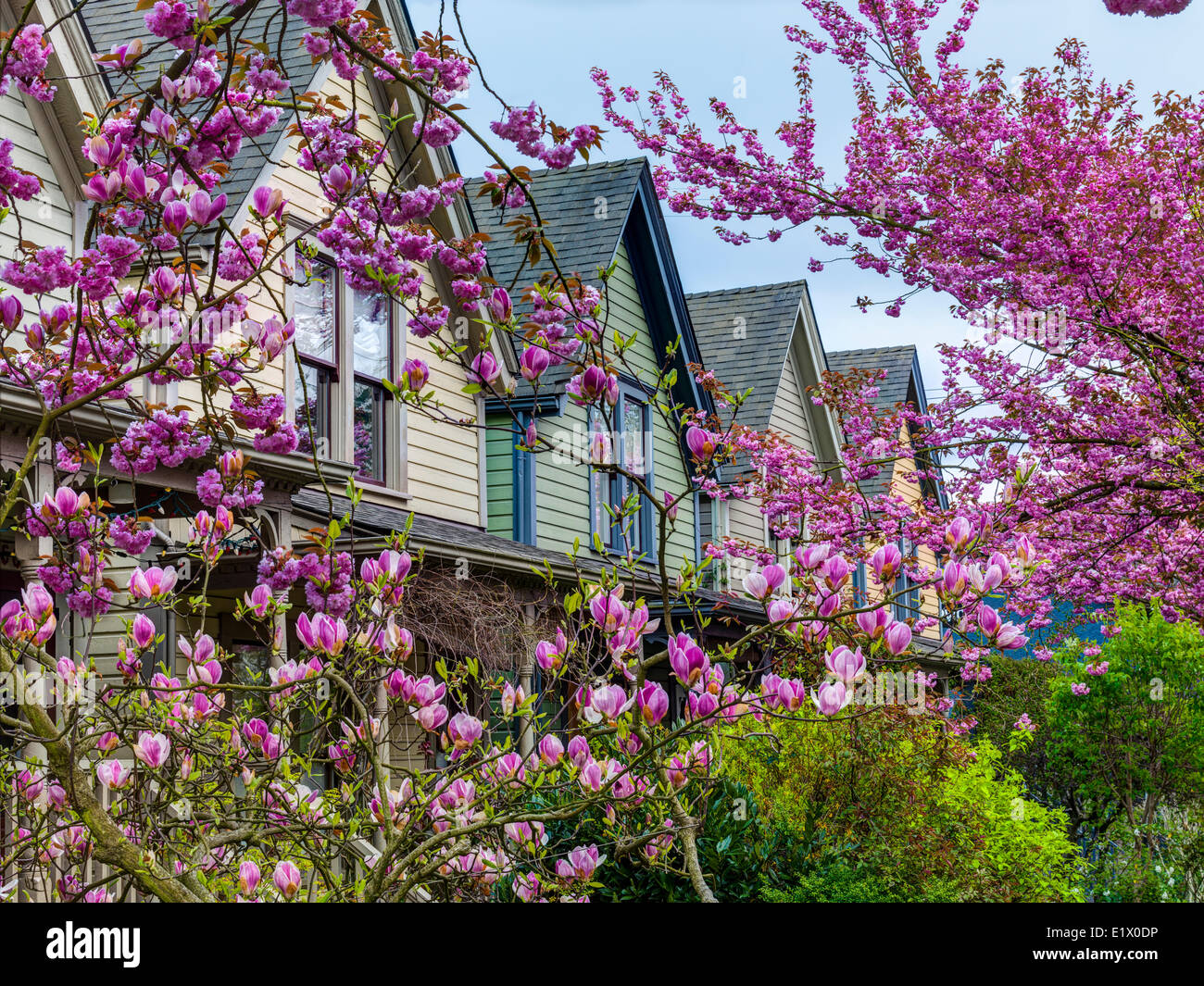 Kirsche und Magnolienblüten. Strathcona, Vancouver, Britisch-Kolumbien, Kanada Stockfoto