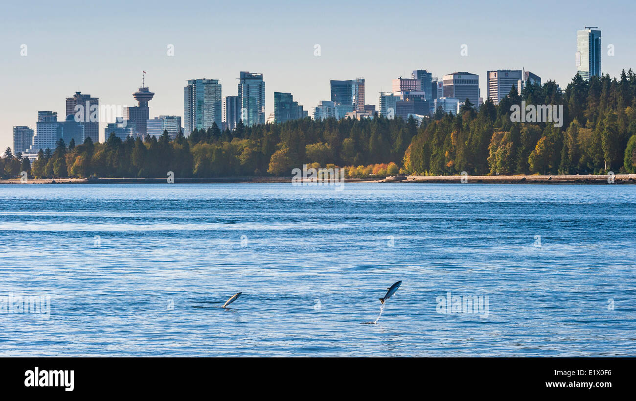 Springende Lachse. Burrard Inlet, Vancouver, Britisch-Kolumbien, Kanada Stockfoto