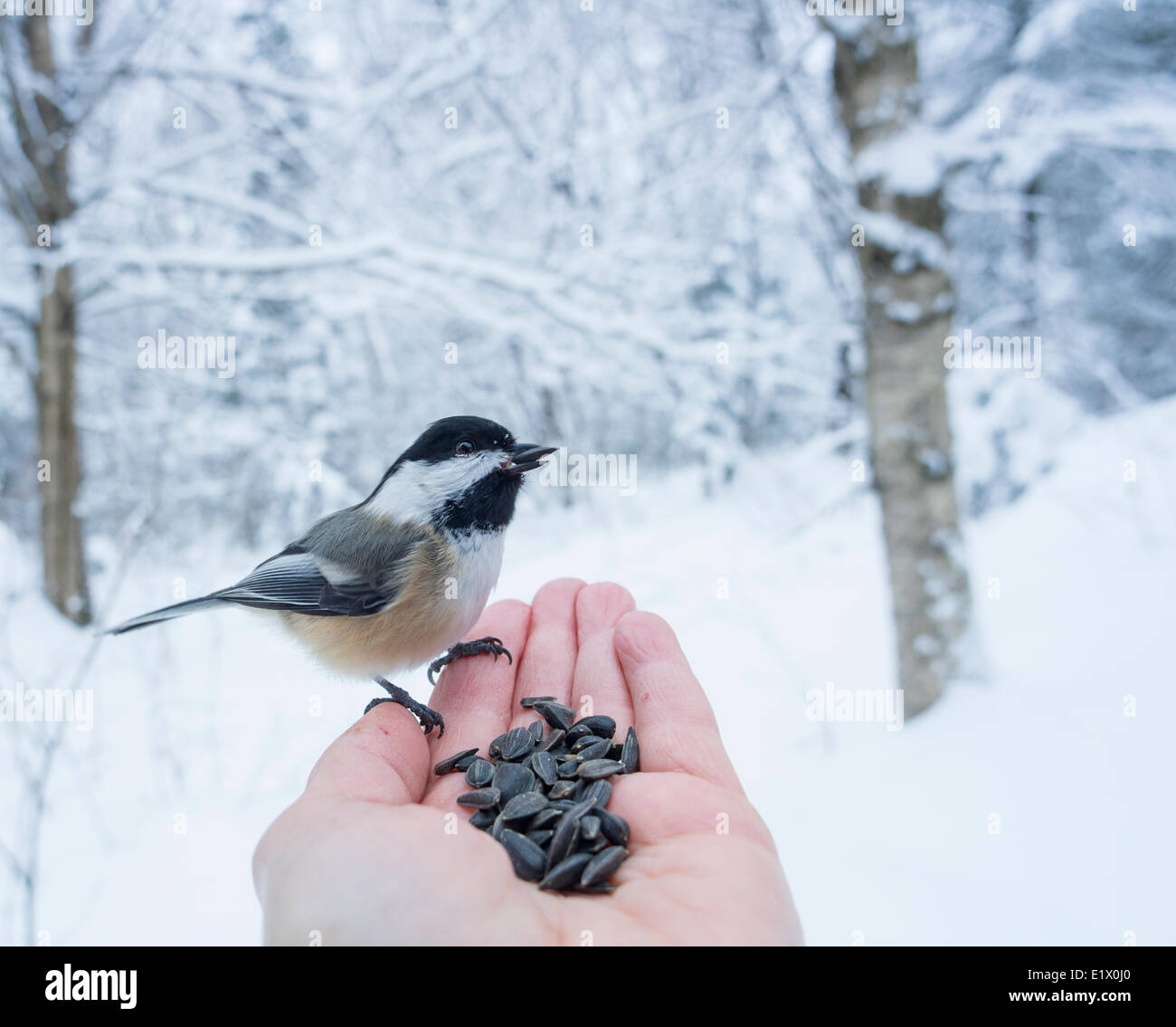 Schwarz-capped Chickadee (Poecile Atricapillus) ist ein kleines, nonmigratory, nordamerikanischen Singvogel, Hand füttern Stockfoto