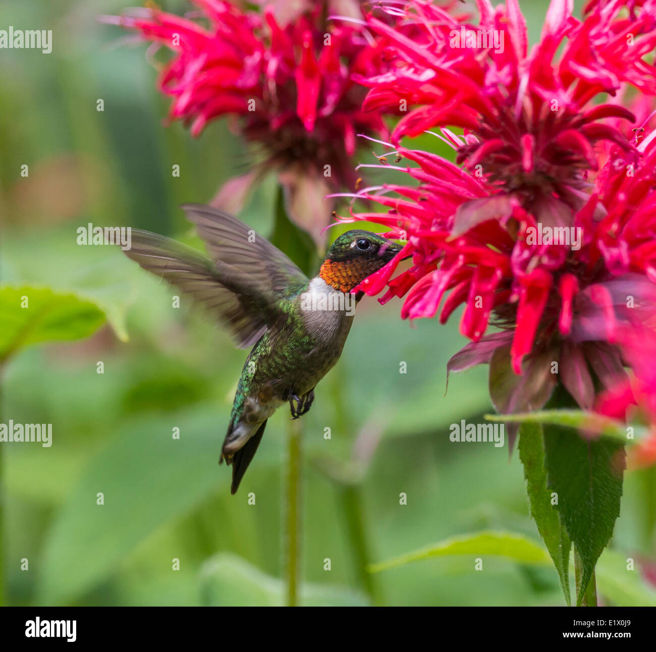 Männliche Ruby – Throated Kolibri, Archilochos Colubris, Ontario, Kanada Stockfoto