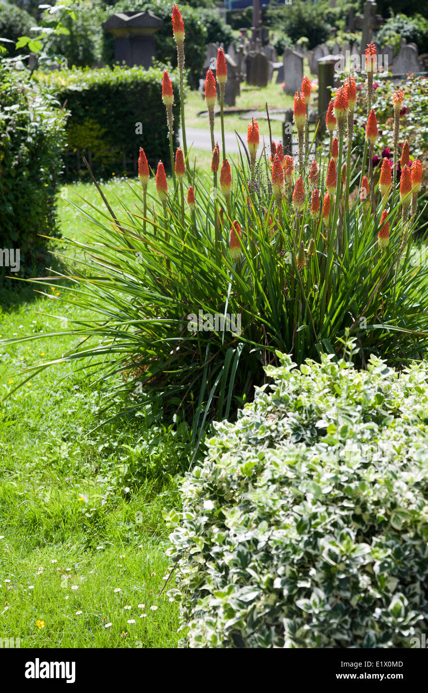 Blumen und Pflanzen bei Kensal Green Cemetery - London-UK Stockfoto