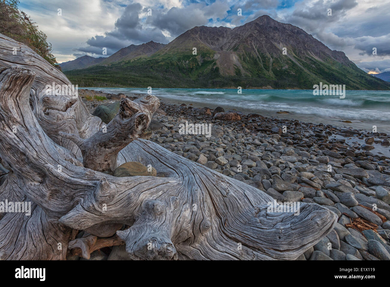 Großes Stück Treibholz am Ufer des Lake Katleen im Kluane National Park, Yukon. Der Berg s Thron des Königs. Stockfoto