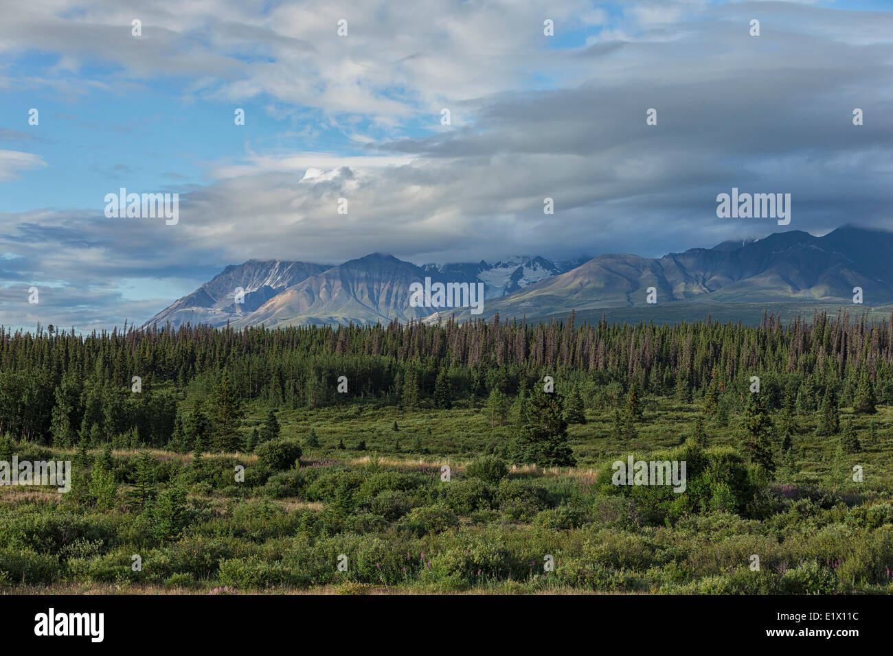 Die Ilija Berge im Kluane National Park, gesehen vom Alaska Highway an einem Sommermorgen, Yukon. Stockfoto