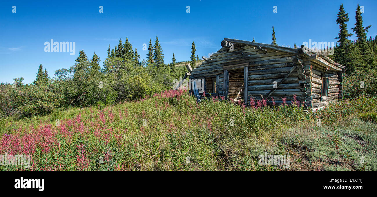 Alte Hütte am Nordende des Aishik Sees, Yukon. Die Blumen, die ihn umgebenden Havve ihre Vergangenheit Prime. Stockfoto