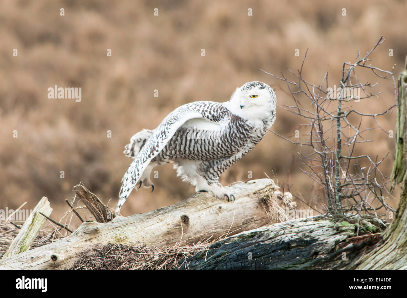 Schnee-Eule (Bubo Scandiacus) und Raureif, Boundary Bay, Britisch-Kolumbien Stockfoto