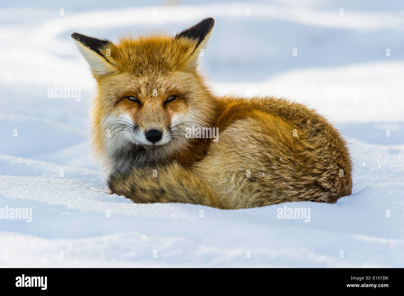 Jagd am Straßenrand im Yellowstone National Park, Mammoth Hot Springs in Wyoming am Januar Erwachsenen Rotfuchs (Vulpes Vulpes) Stockfoto