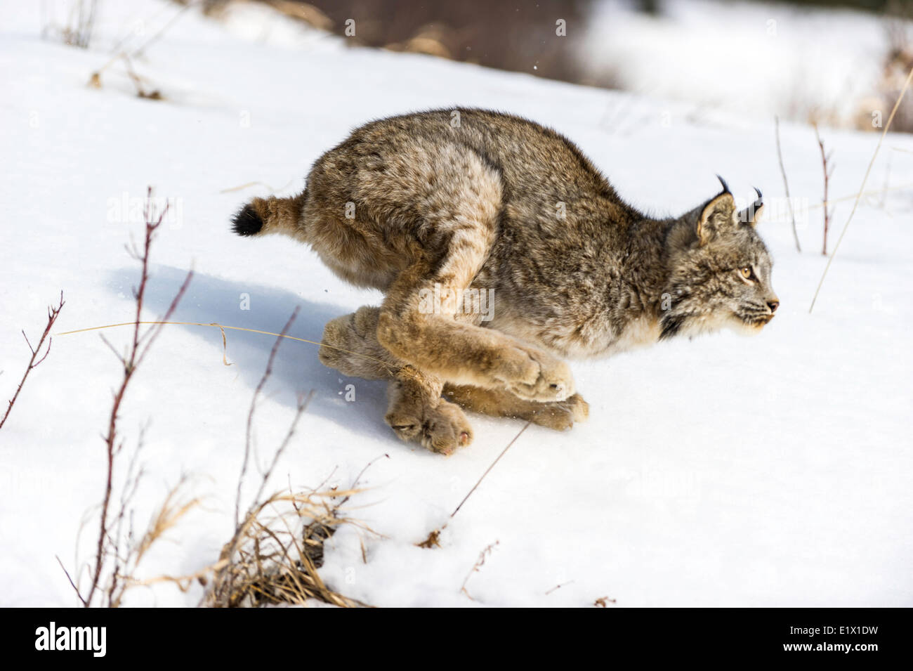 Captive Kanadischer Luchs (Lynx Canadensis) Bozeman, Montana, USA Stockfoto