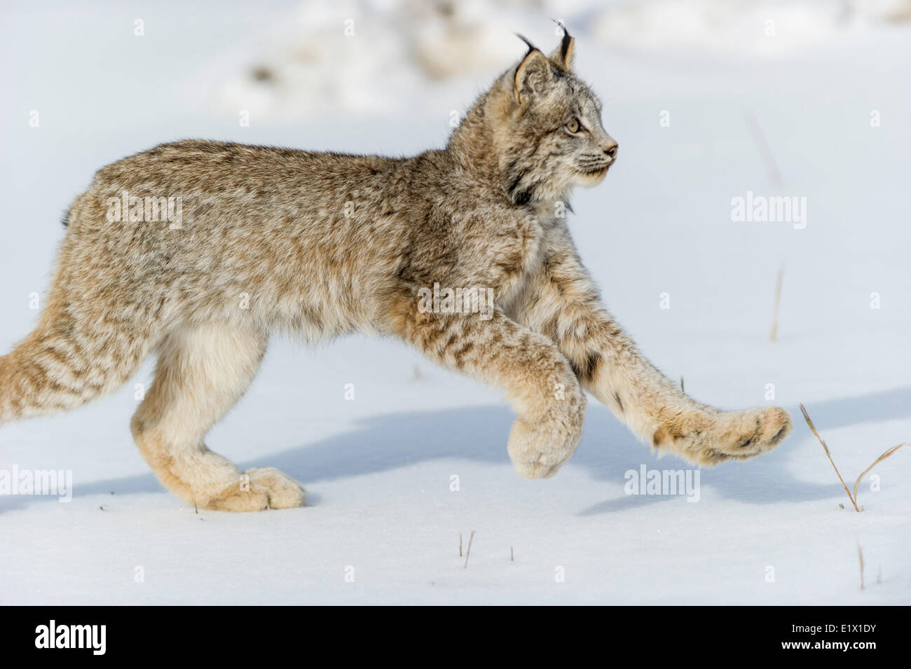 Captive Kanadischer Luchs (Lynx Canadensis) Bozeman, Montana, USA Stockfoto