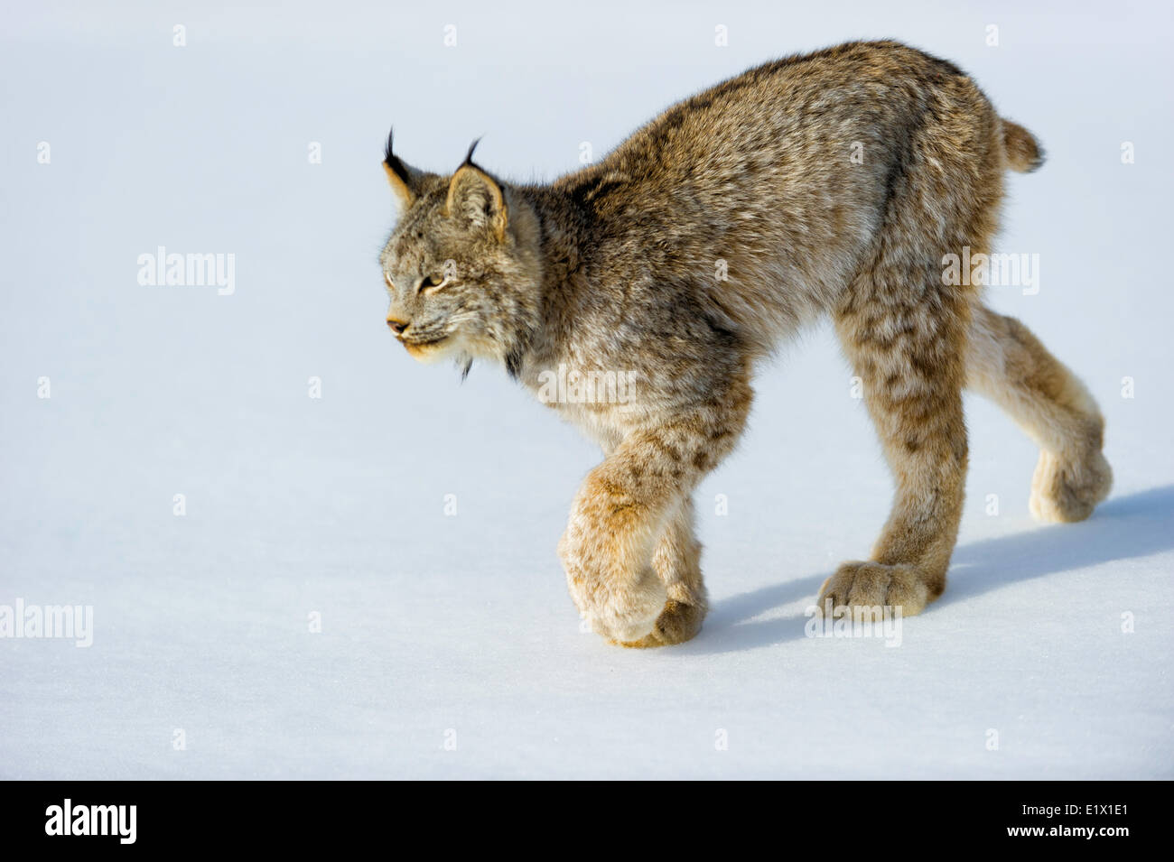 Captive Kanadischer Luchs (Lynx Canadensis) Bozeman, Montana, USA Stockfoto