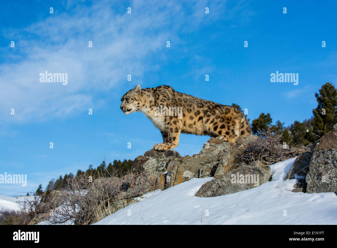 Schneeleopard (Panthera Uncia oder Uncia Uncia), Bozeman, Montana, USA Stockfoto