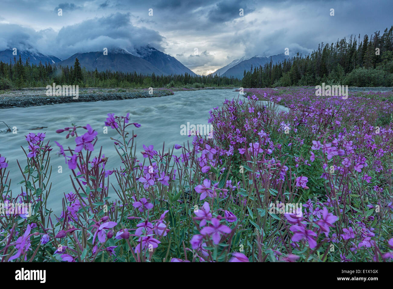 Weidenröschen (Chamerion Angustifolium) Linie Quill Creek entlang des Haines Highway. Stockfoto