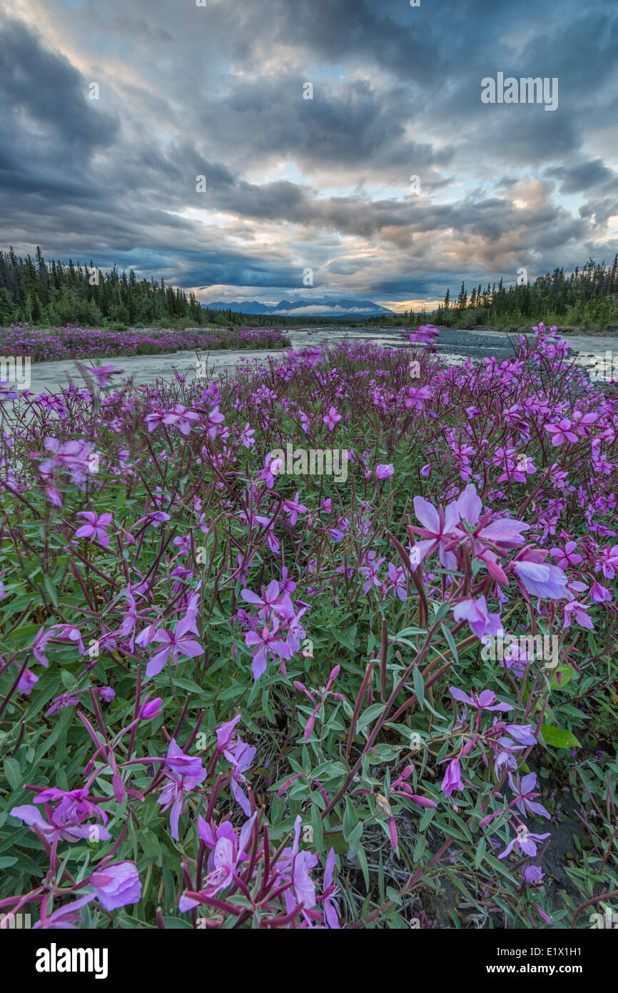 Weidenröschen (Chamerion Angustifolium) Linie Quill Creek entlang des Haines Highway. Stockfoto