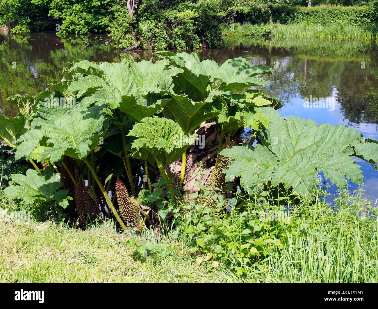 Gunnera Pflanze mit Knospen neben einem Zierteich in einem großen englischen Garten. Stockfoto