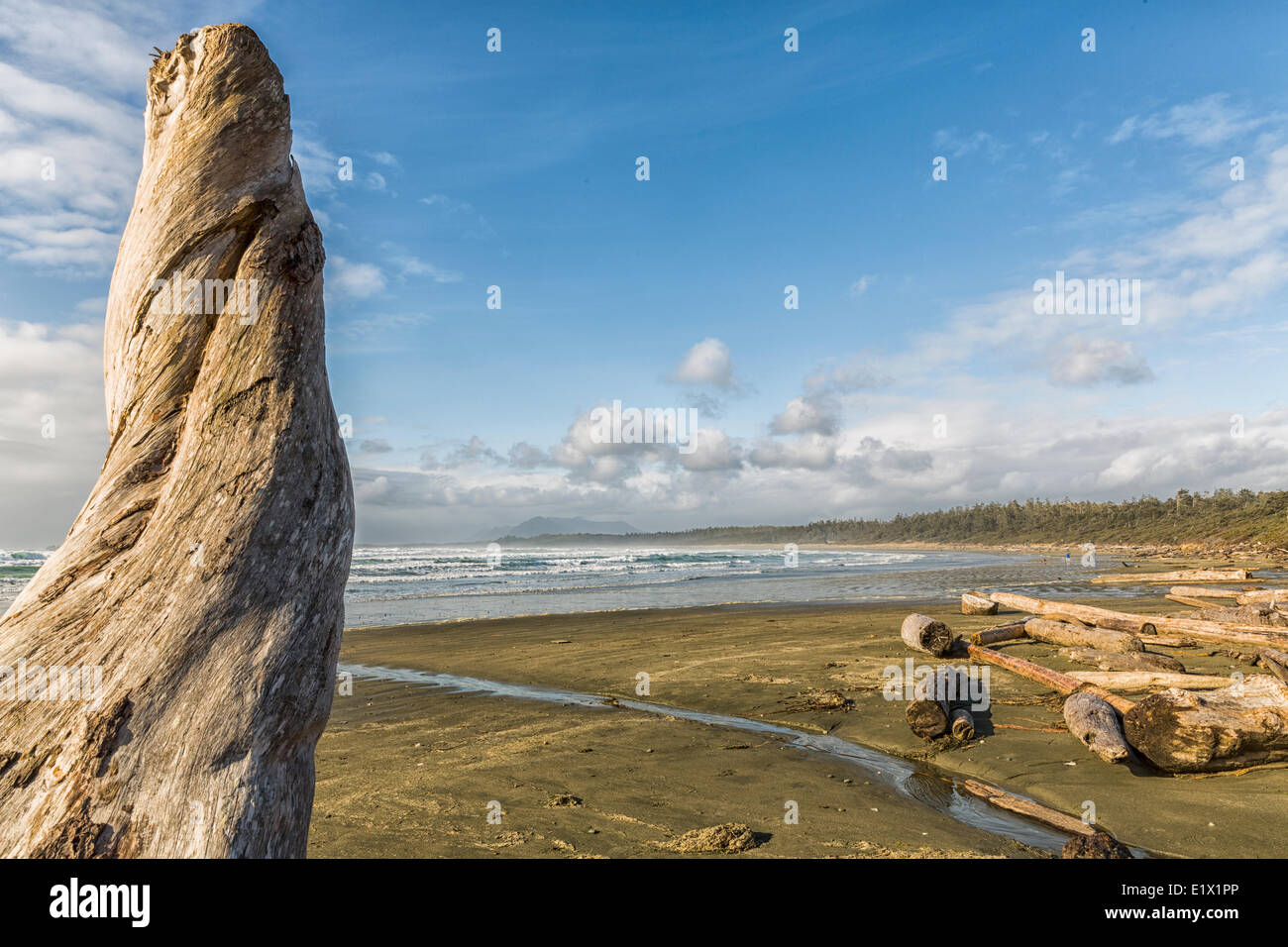 Treibholz säumt die Ufer des Wikinninnish Strand, Pacific Rim National Park, Britisch-Kolumbien, Kanada. Stockfoto