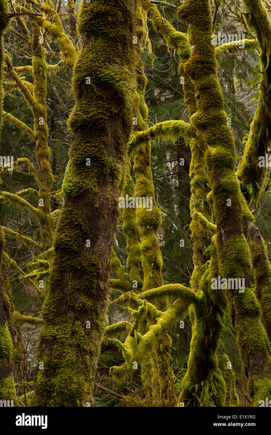 Moos bedeckt Erlen (Betulaceae) in den Wäldern der Temperatur von Vancouver Island in Kanada. Stockfoto