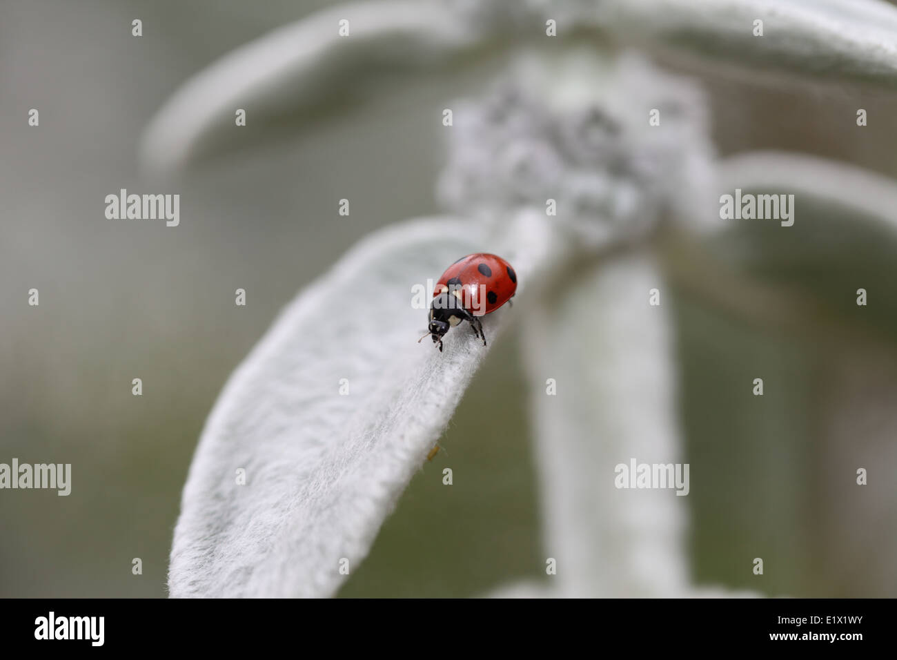 Fliegende marienkäfer -Fotos und -Bildmaterial in hoher Auflösung – Alamy