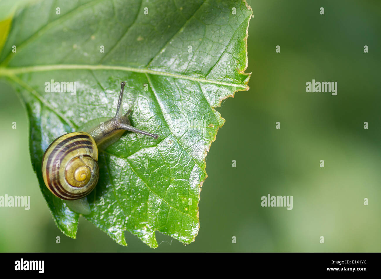 Nahaufnahme von Schnecken, Gastropoda, auf einem Blatt Stockfoto