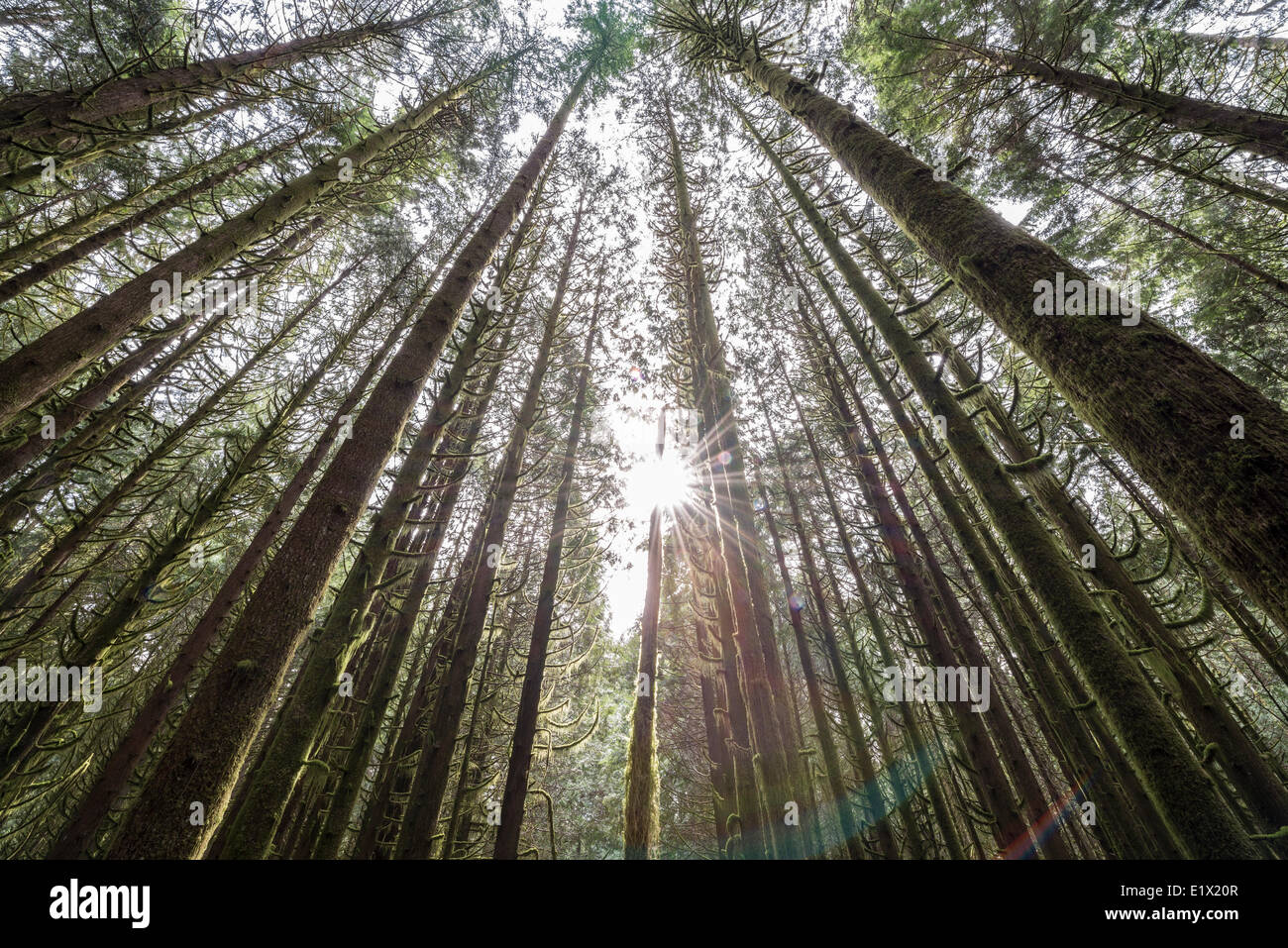 Sonne durch Wald aus bemoosten Bäumen in Golden Ears Provincial Park in Maple Ridge, British Columbia, Kanada Stockfoto