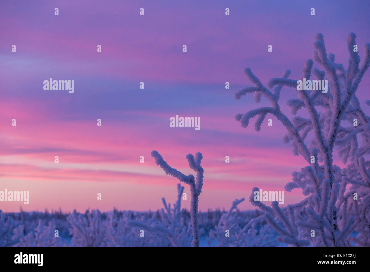 Sonnenaufgang über den Porcupine River, Old Crow, Yukon. Schneebedeckte Bäume im Vordergrund. Stockfoto