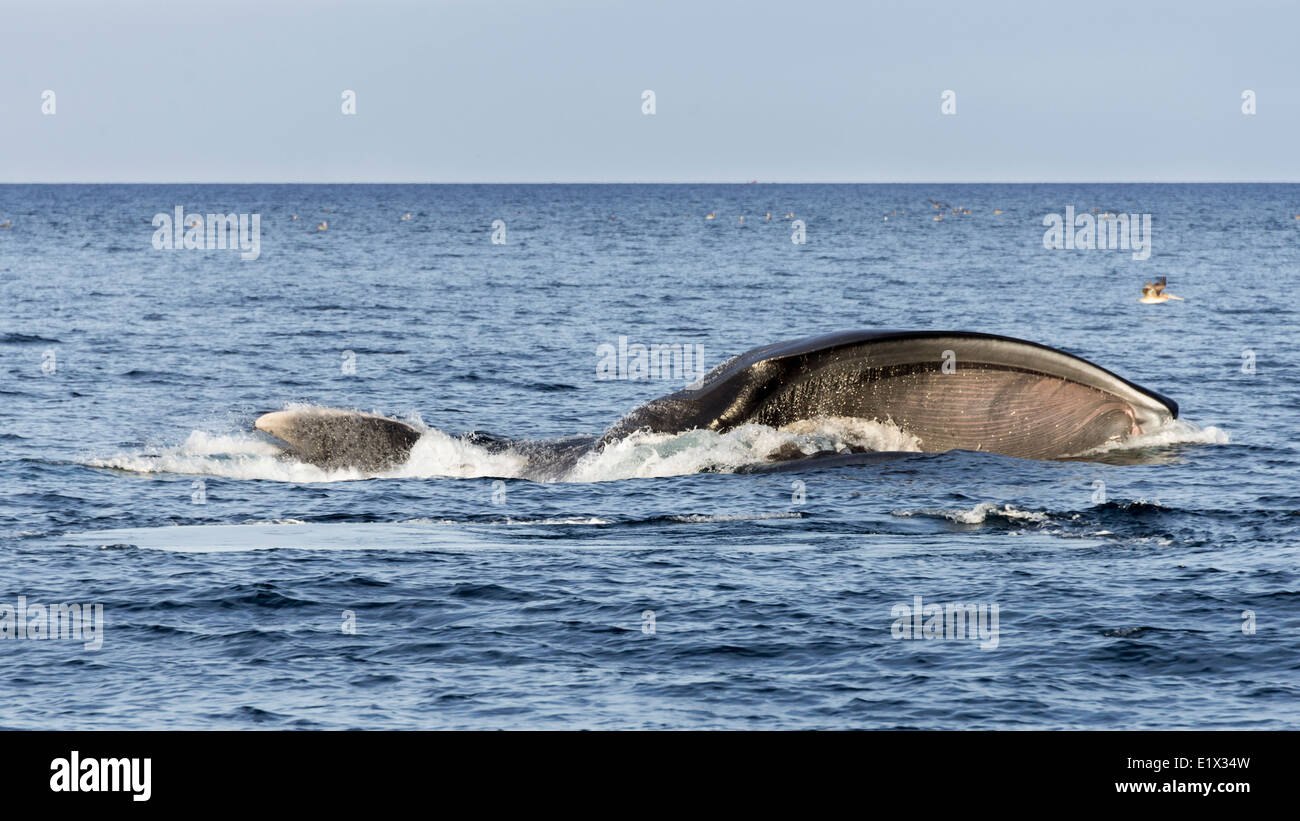 Blauwal Fütterung mit riesigen Maul öffnen, Sea of Cortez, Baja, Mexiko Stockfoto