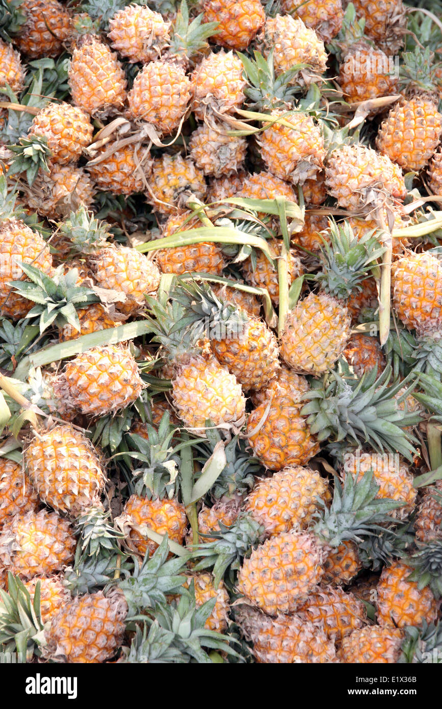 Stapel von vielen reife Ananas auf dem Obstmarkt für den Hintergrund. Stockfoto