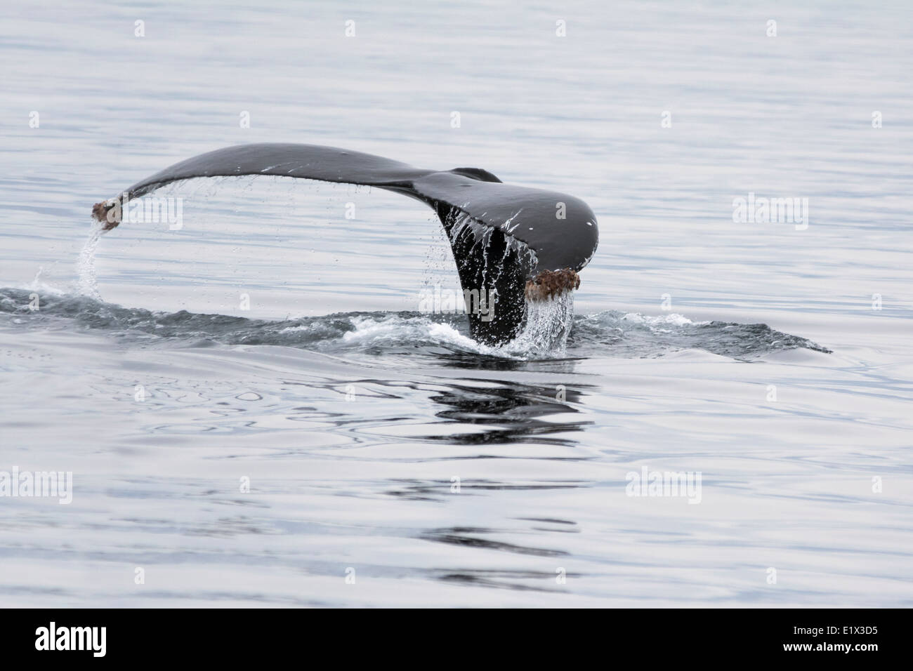 Humbpack Whale Tail mit Algen, Sea of Cortez, Baja, Mexiko Stockfoto