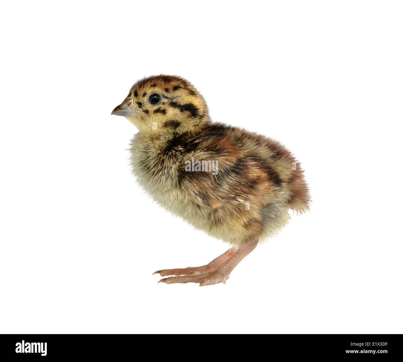Grey Partridge-Perdix perdix Stockfoto