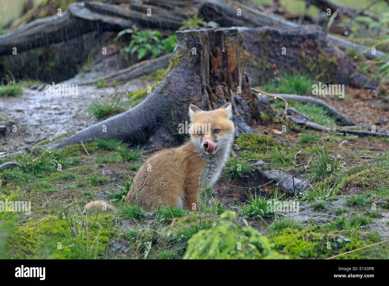 Red Fox Cub in der Nähe der Erde Stockfoto
