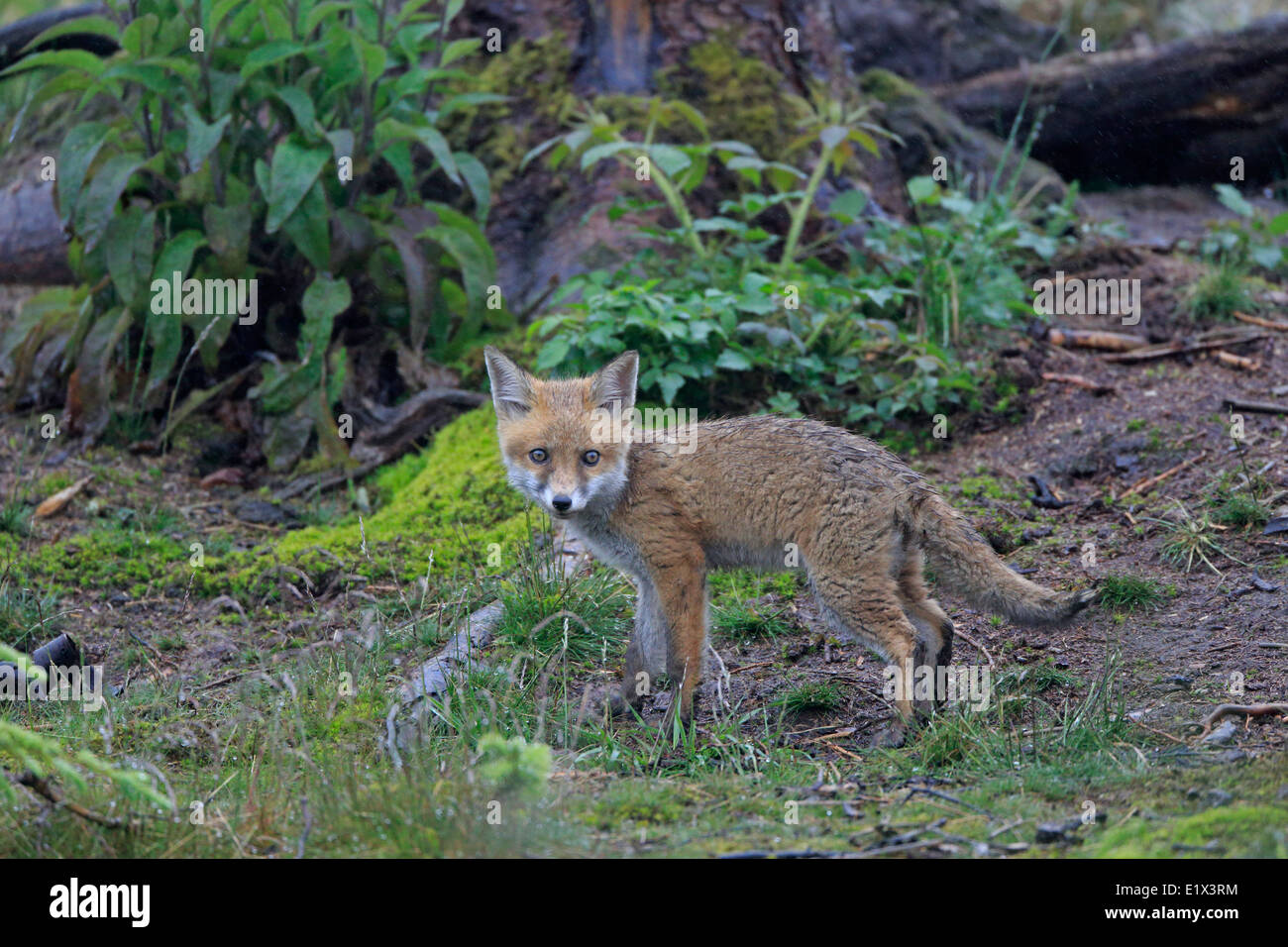 Red Fox Cub in der Nähe der Erde Stockfoto
