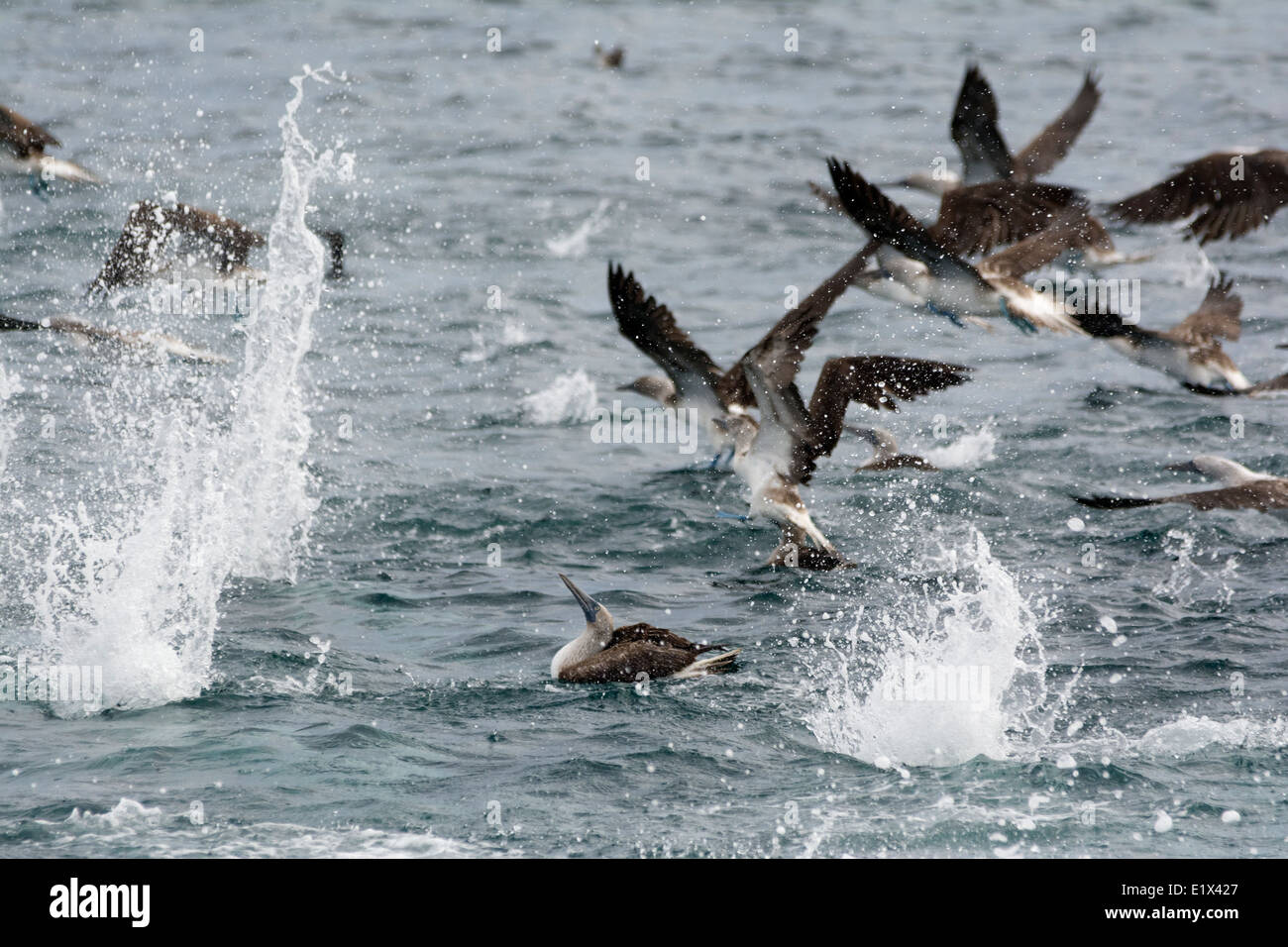 Nervös blau-footed Sprengfallen suchen eingehende Tauchen Vögel, Sea of Cortez, Baja, Mexiko Stockfoto