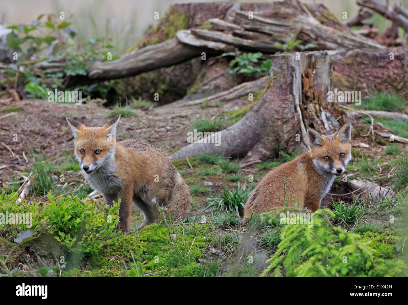 Zwei Fox Cubs in der Nähe der Erde Stockfoto