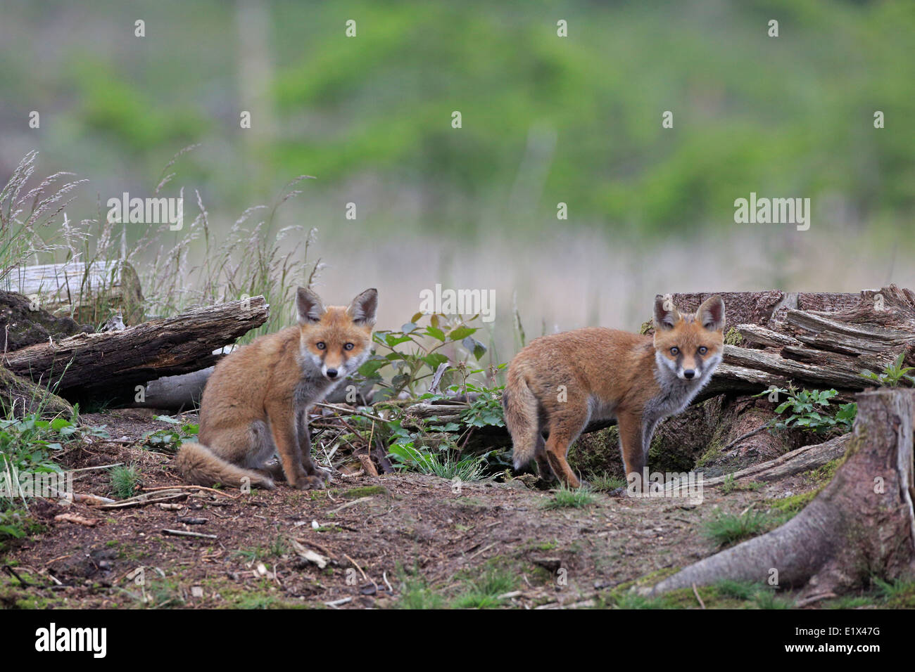 Zwei Fox Cubs in der Nähe der Erde Stockfoto