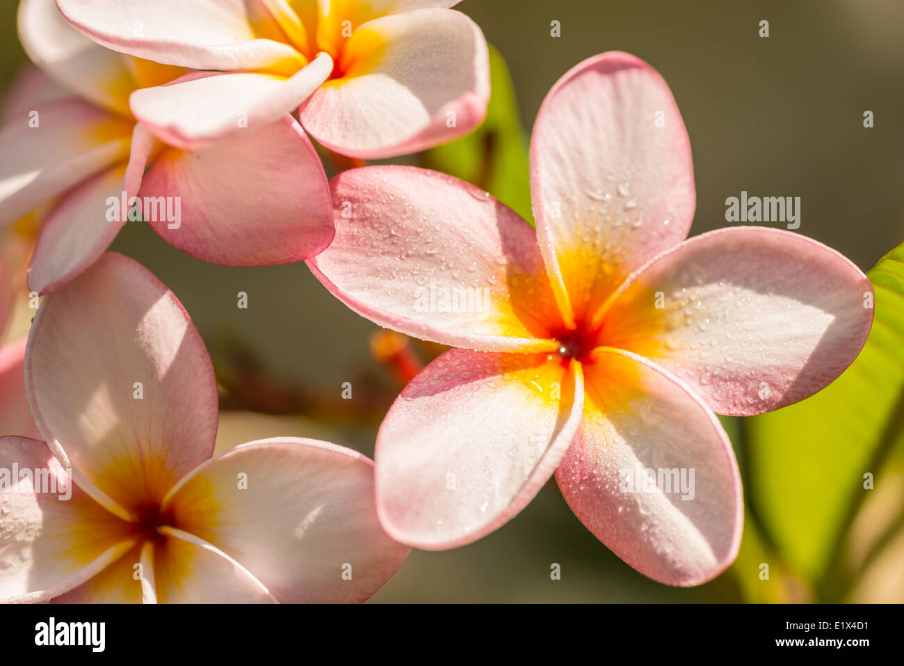 Rosa Plumeria Blumen auf dem Baum, Nahaufnahme, Ansicht von oben Stockfoto