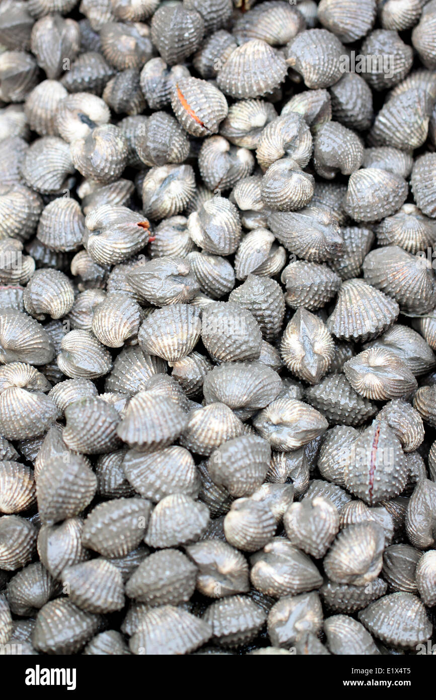 Jakobsmuschel oder Herzmuscheln in Meeresfrüchte-Markt für das Hintergrundbild. Stockfoto