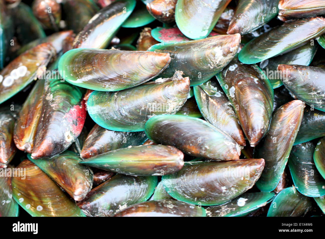 grüne Muscheln in Meeresfrüchte-Markt für das Hintergrundbild. Stockfoto
